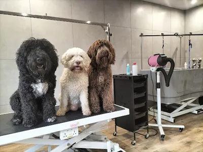 Salon Groomerski Psie Brody